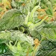 SUPERNATURAL SEEDS = GRAPE GASOLINE