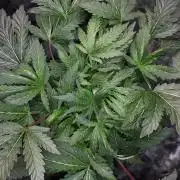 ILGM = TANGIE QUEEN