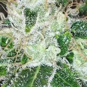 IZI SEEDS = GRANDPA ZOMBIE