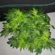 IZI SEEDS = GRANDPA ZOMBIE