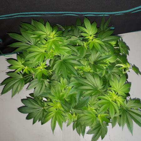 IZI SEEDS = GRANDPA ZOMBIE