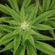 KANNABIA SEEDS = PINK GELATO