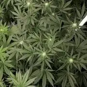 420 FASTBUDS = TROPICANA COOKIES FF