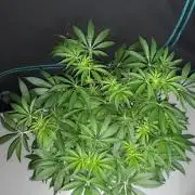 420 FASTBUDS = LEMON CHERRY RUNTZ