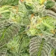 420 FASTBUDS = PAPAYTON