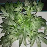 ILGM = TANGIE QUEEN