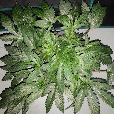 ILGM = TANGIE QUEEN