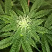 420 FASTBUDS = PAPAYTON