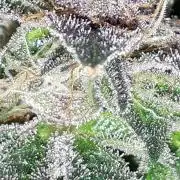 ILGM = TANGIE QUEEN