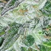 KANNABIA SEEDS = APPLE AND BANANAS