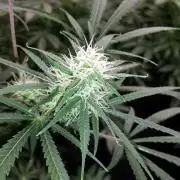 MSNL SEEDS = MIMOSA