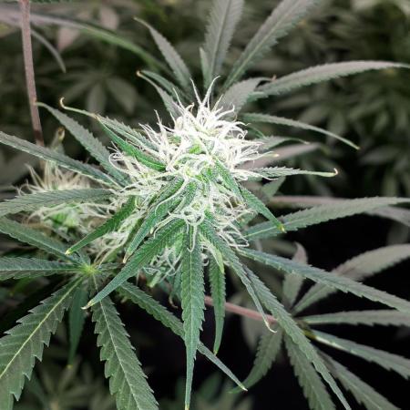 MSNL SEEDS = MIMOSA