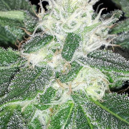 SUPERNATURAL SEEDS = APPLE MAC