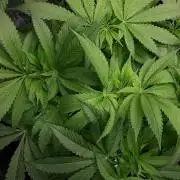 MSNL SEEDS = SKYWALKER OG