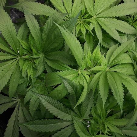 MSNL SEEDS = SKYWALKER OG