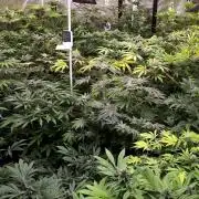 25 PLANT GROW- 8X8 GROW TENT