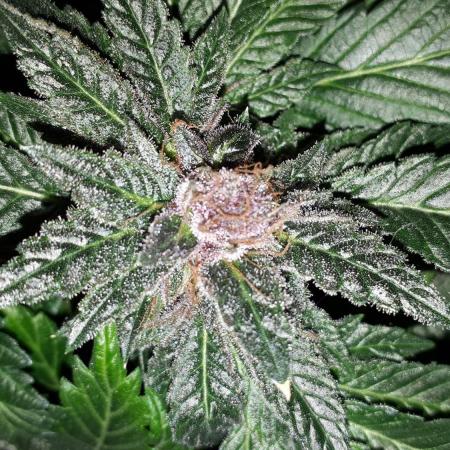 ILGM = TANGIE QUEEN