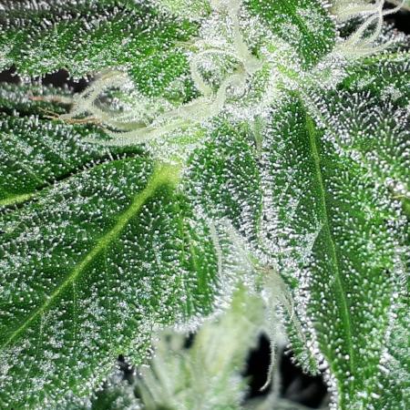 MSNL SEEDS = SKYWALKER OG