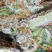 420 FASTBUDS = TROPICANA COOKIES FF