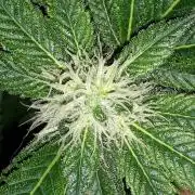 MSNL SEEDS = GRAPE GLACIER