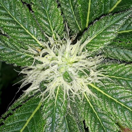 MSNL SEEDS = GRAPE GLACIER