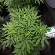 SUPERNATURAL SEEDS = APPLE MAC