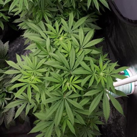 SUPERNATURAL SEEDS = APPLE MAC