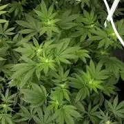 IZI SEEDS = GRANDPA ZOMBIE