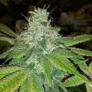 KANNABIA SEEDS = HELLFIRE OG