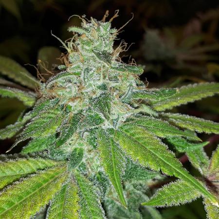 KANNABIA SEEDS = HELLFIRE OG