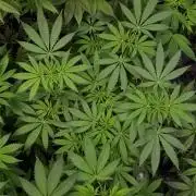 KANNABIA SEEDS = ZOAP ROSE