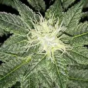 MSNL SEEDS = WHITE TRUFFLE