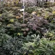 25 PLANT GROW- 8X8 GROW TENT