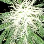 MSNL SEEDS = MIMOSA