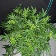 MSNL SEEDS = CARBON FIBER
