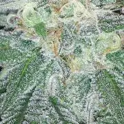 KANNABIA SEEDS = ZOAP ROSE