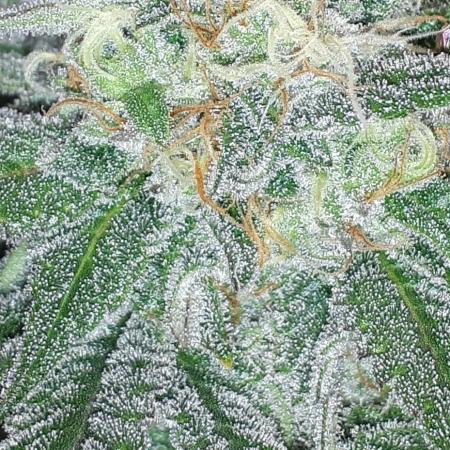 KANNABIA SEEDS = ZOAP ROSE