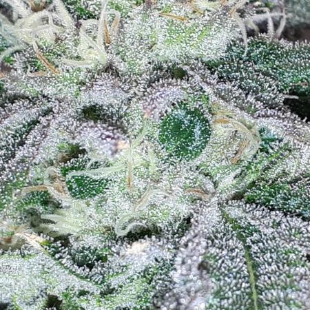 420 FASTBUDS = LEMON CHERRY RUNTZ
