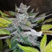 KANNABIA SEEDS = PINK GELATO