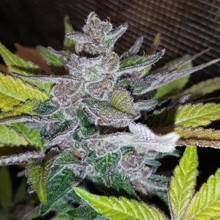 KANNABIA SEEDS = PINK GELATO