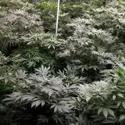 25 PLANT GROW- 8X8 GROW TENT