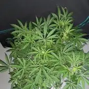 MSNL SEEDS = GORILLA ZKITTLES