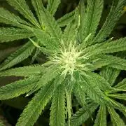 420 FASTBUDS = LEMON CHERRY RUNTZ