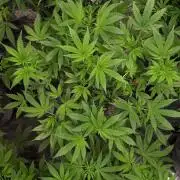 MSNL SEEDS = CARBON FIBER