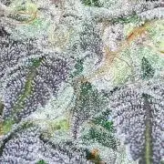 420 FASTBUDS = PAPAYTON
