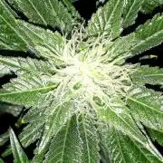MSNL SEEDS = CARBON FIBER