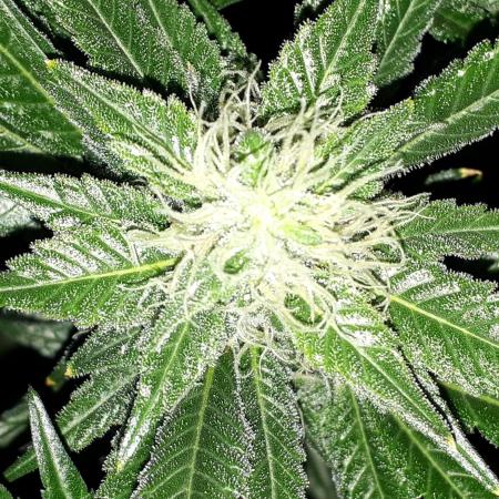 MSNL SEEDS = CARBON FIBER