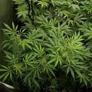 MSNL SEEDS = MIMOSA