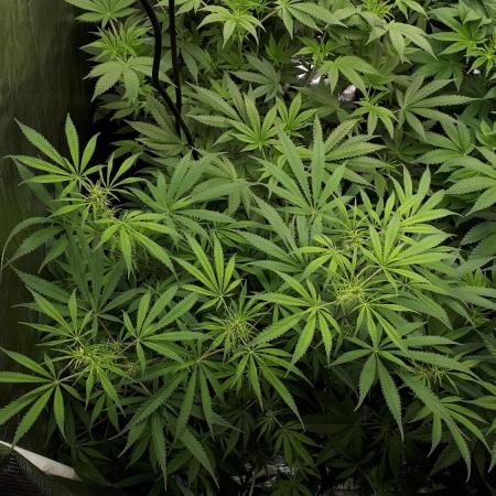MSNL SEEDS = MIMOSA