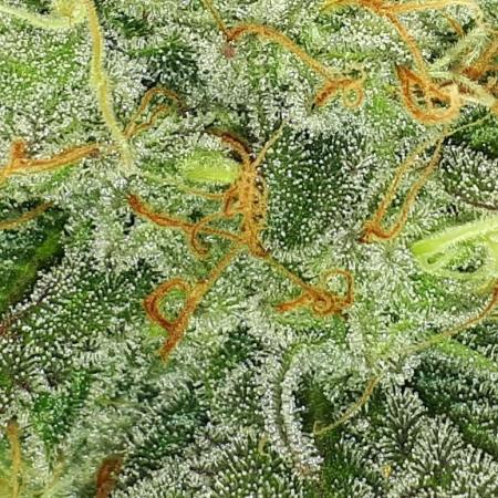 KANNABIA SEEDS = ZOAP ROSE